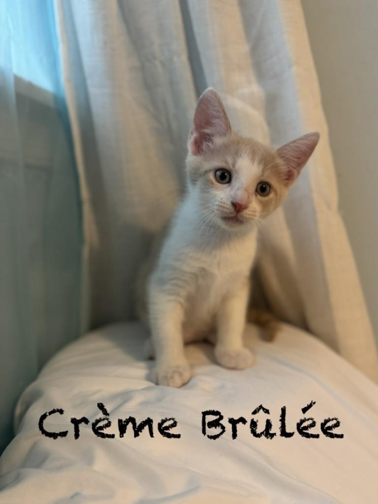 Enlarge Creme Brulee, a Adoptable mixed breed in Lancaster, PA image 1/1