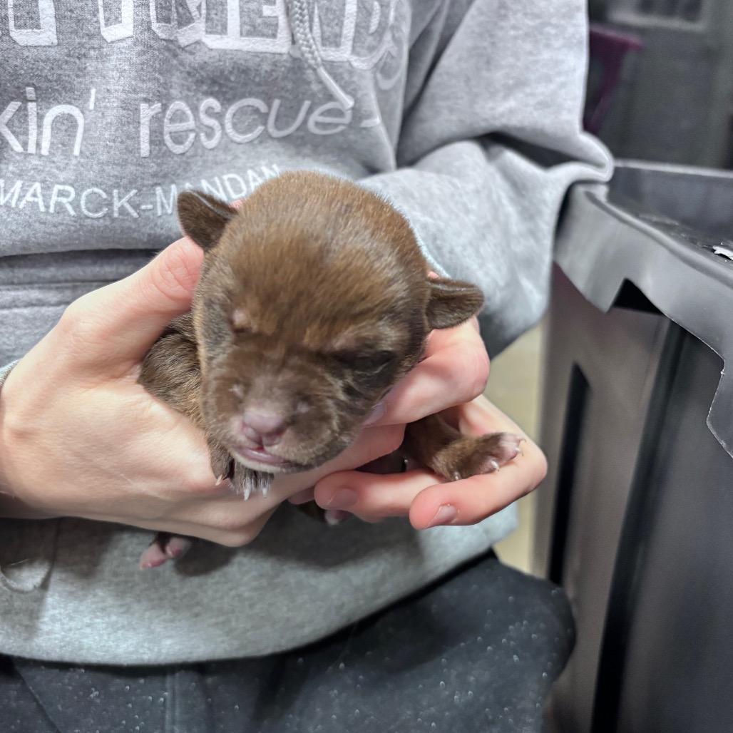 Cocoa, Adoptable, Puppy Female Mixed Breed.