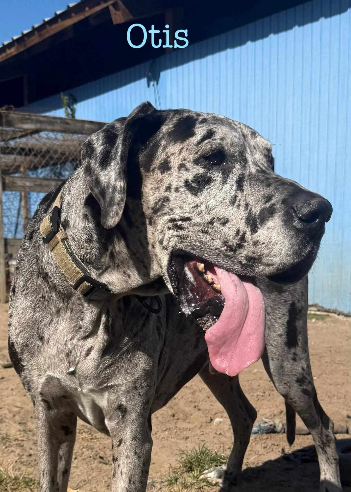 Otis, Adoptable, Adult Male Great Dane.
