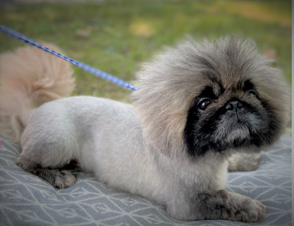 Pablo has been adopted!, a Adoptable Pekingese in Hillsdale, NJ image 1/6