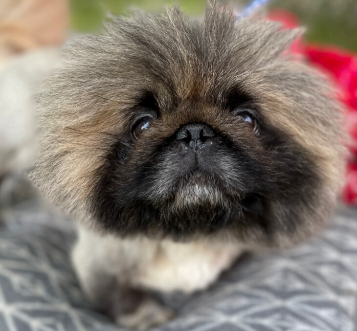 Pablo has been adopted!, a Adoptable Pekingese in Hillsdale, NJ image 2/6
