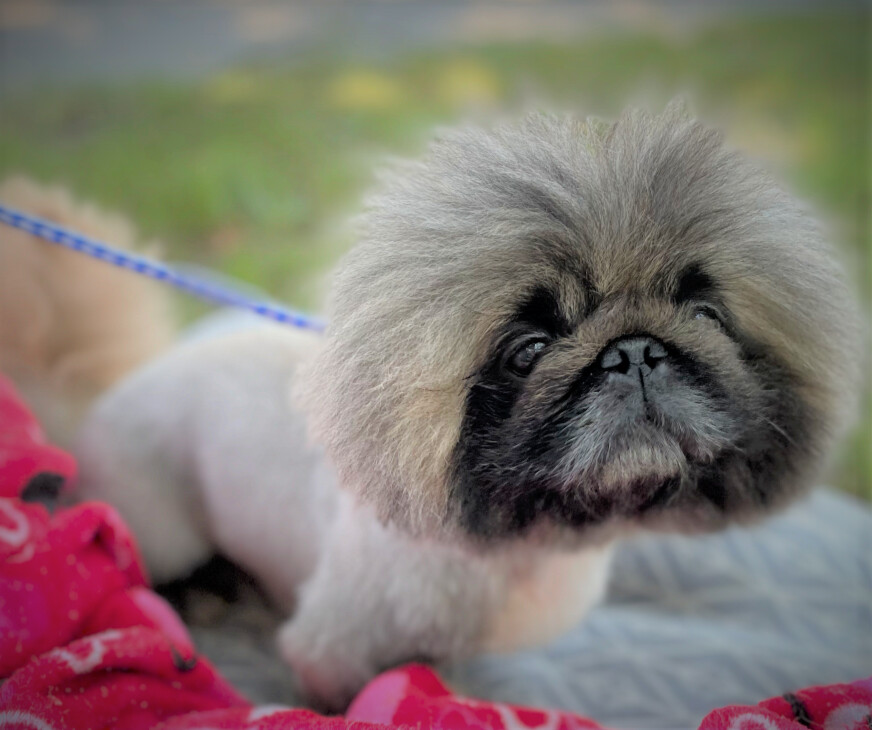 Pablo has been adopted!, a Adoptable Pekingese in Hillsdale, NJ image 3/6