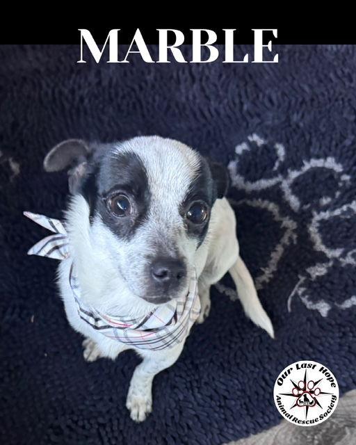 Marble, Adoptable, Young Male Rat Terrier.