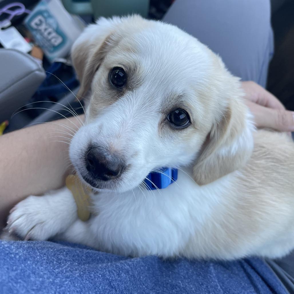 Bentley, Adoptable, Puppy Male Chihuahua & Mixed Breed.