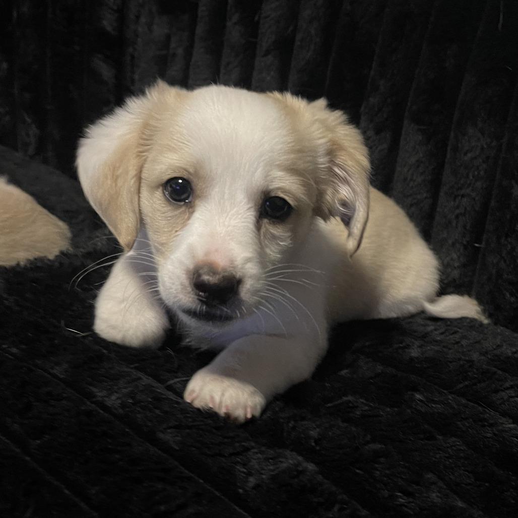 Enlarge Bentley, a Adoptable mixed breed in St. George, UT image 2/3