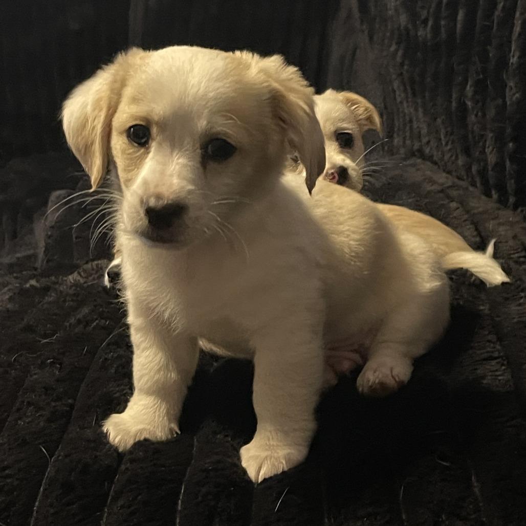 Enlarge Bentley, a Adoptable mixed breed in St. George, UT image 3/3