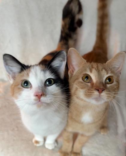 Enlarge Fennel, a Adoptable mixed breed in Wilkesboro, NC image 1/3