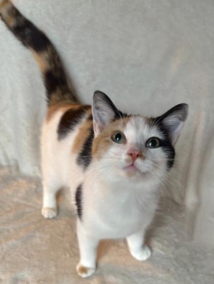 Enlarge Fennel, a Adoptable mixed breed in Wilkesboro, NC image 2/3