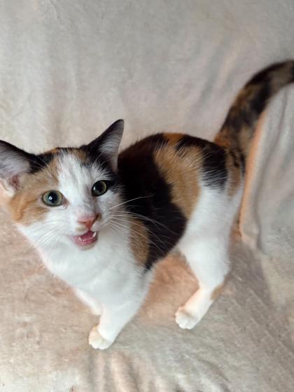 Enlarge Fennel, a Adoptable mixed breed in Wilkesboro, NC image 3/3