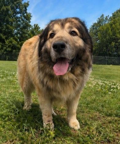 Taz- Available, Adoptable, Adult Male Great Pyrenees.