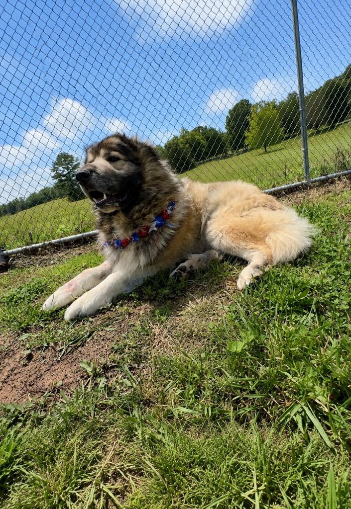 Taz- Available, a Adoptable Great Pyrenees in Chickamauga , GA image 2/2