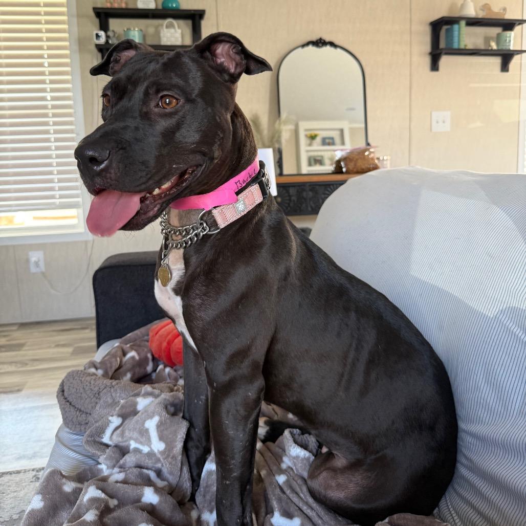 Barbie, Adoptable, Adult Female Mixed Breed.