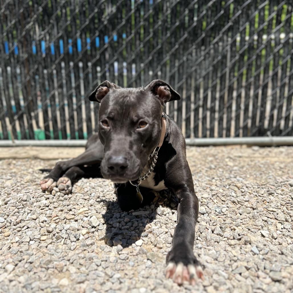 Enlarge Barbie, a Adoptable Mixed Breed in Auburn, AL image 1/6