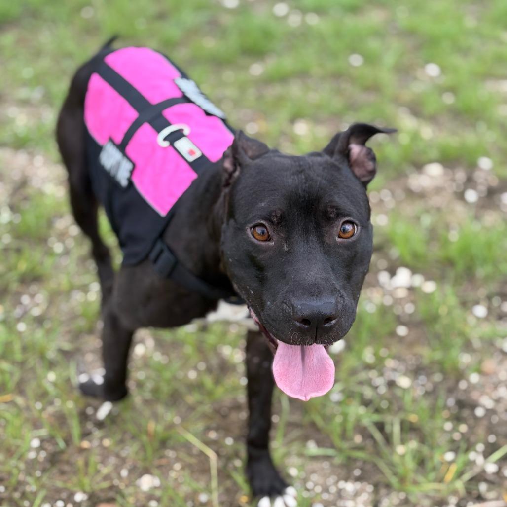 Enlarge Barbie, a Adoptable Mixed Breed in Auburn, AL image 3/6