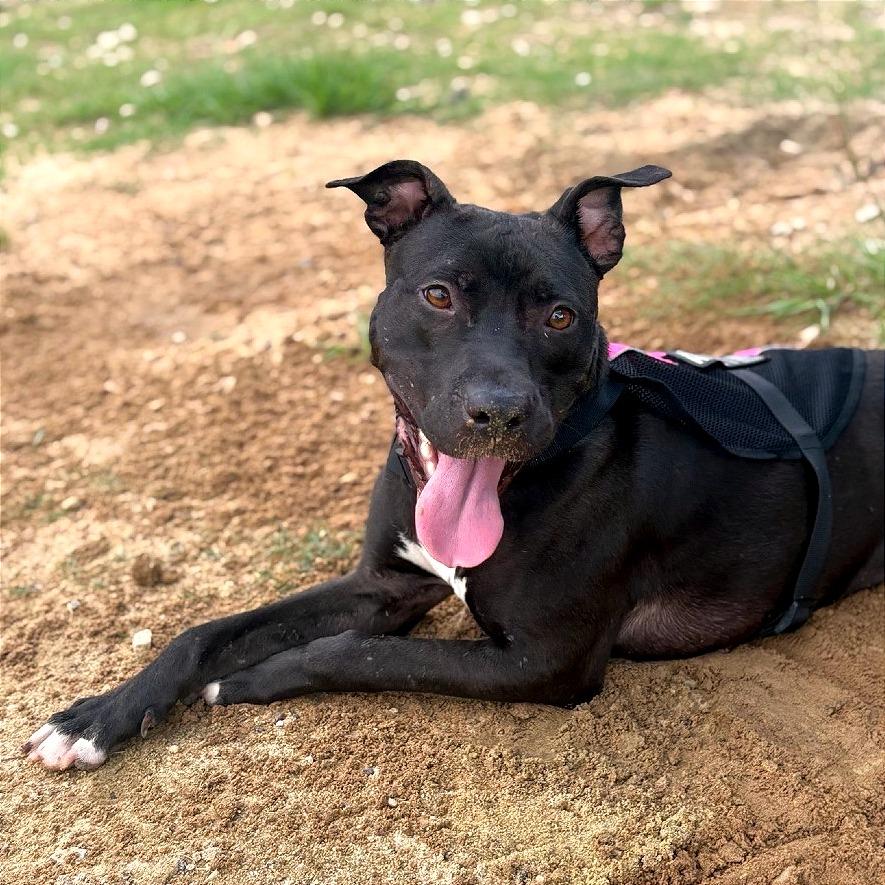 Enlarge Barbie, a Adoptable Mixed Breed in Auburn, AL image 4/6