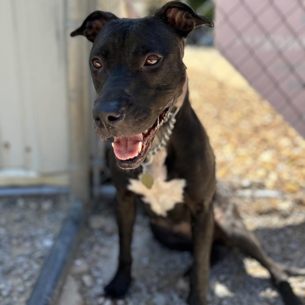 Enlarge Barbie, a Adoptable Mixed Breed in Auburn, AL image 5/6