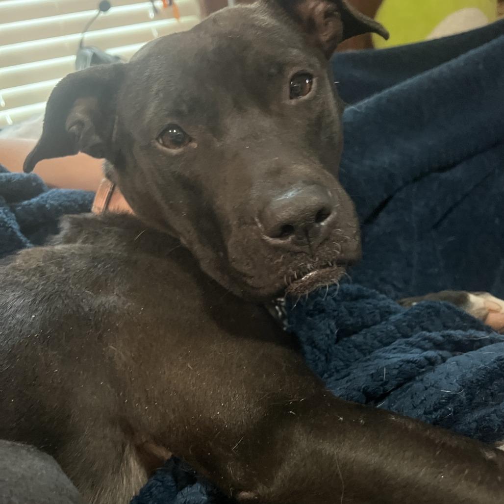 Enlarge Barbie, a Adoptable Mixed Breed in Auburn, AL image 6/6