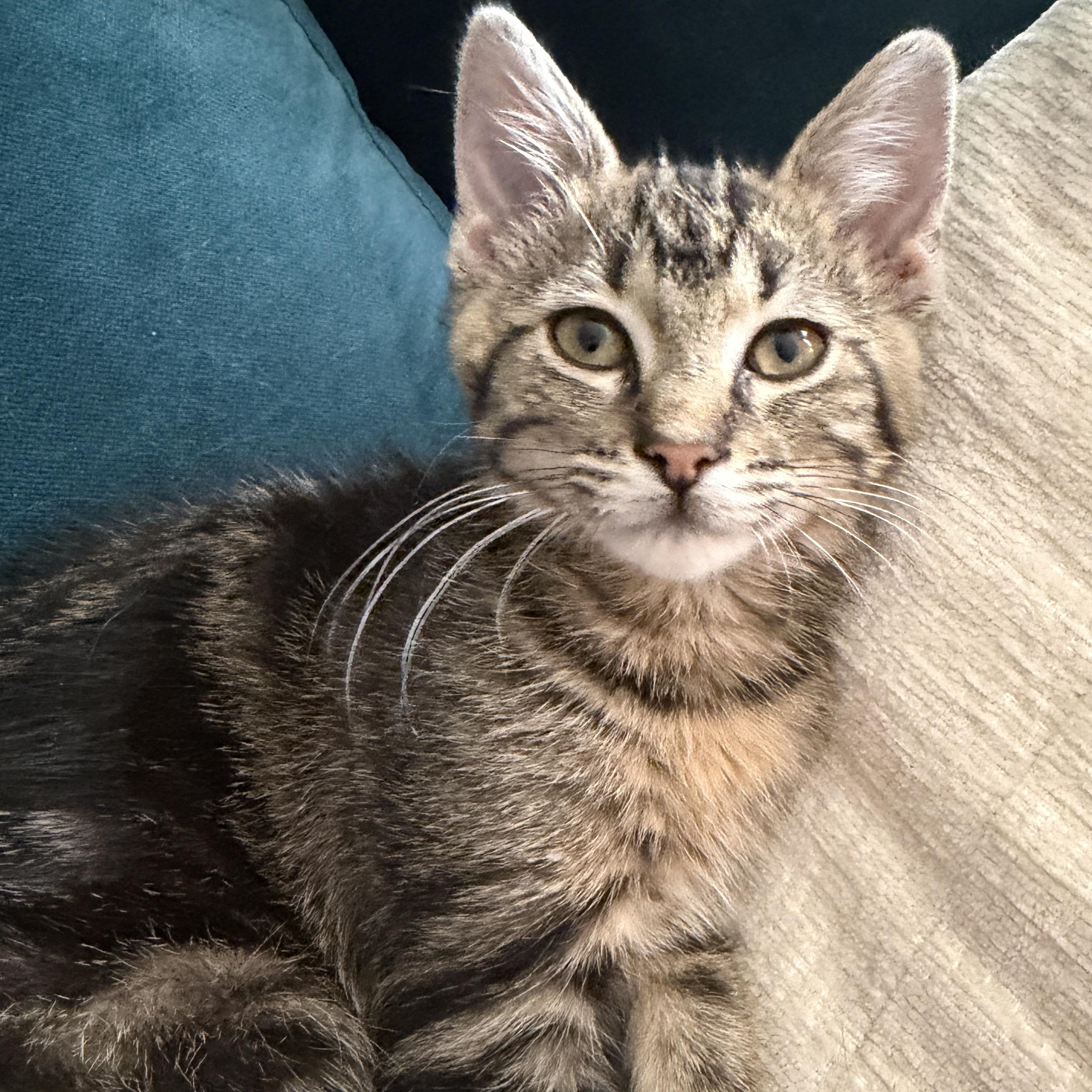 Olivia, adopted, Young Female Domestic Short Hair.