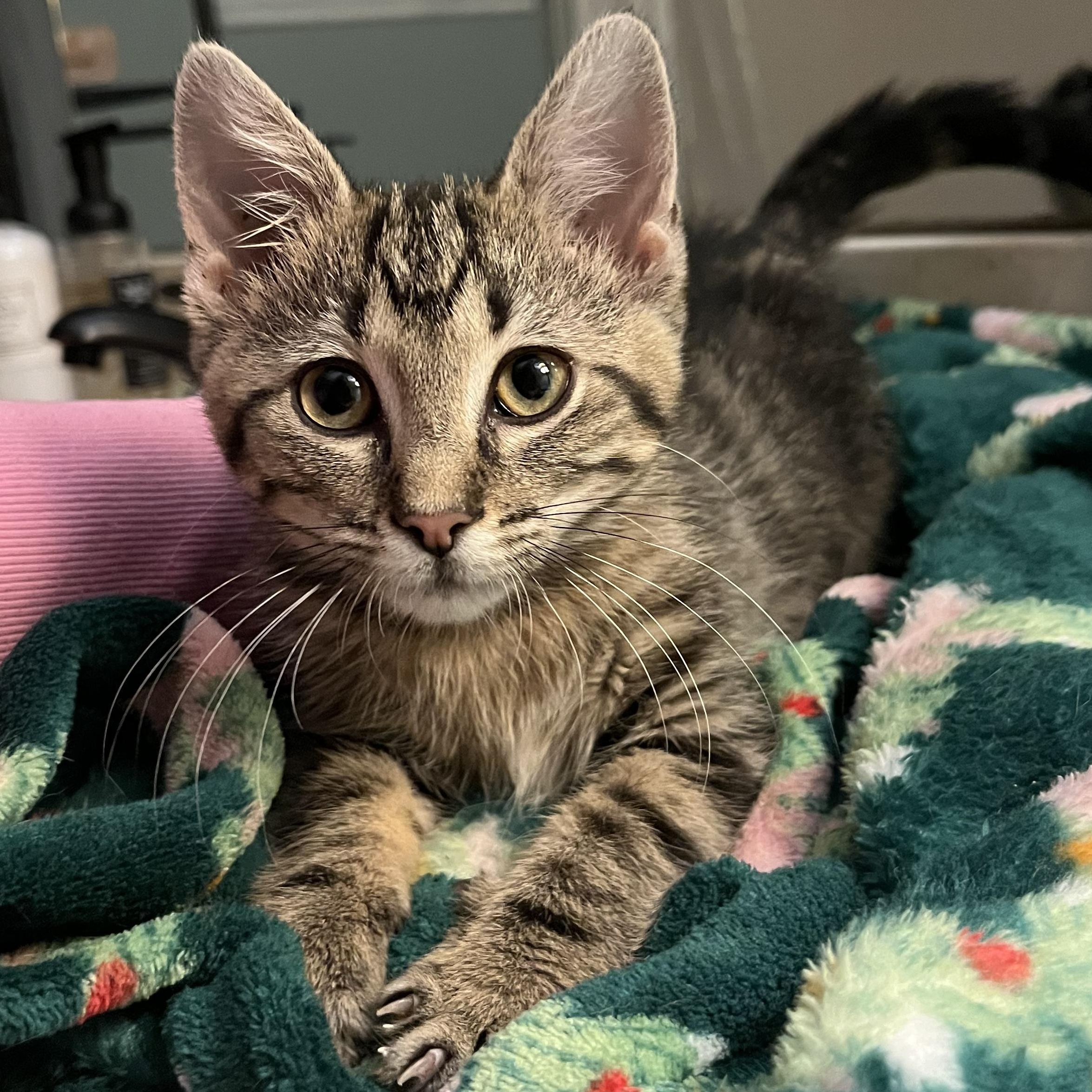 Enlarge Olivia, an adopted Domestic Short Hair in Fort Worth, TX image 6/6