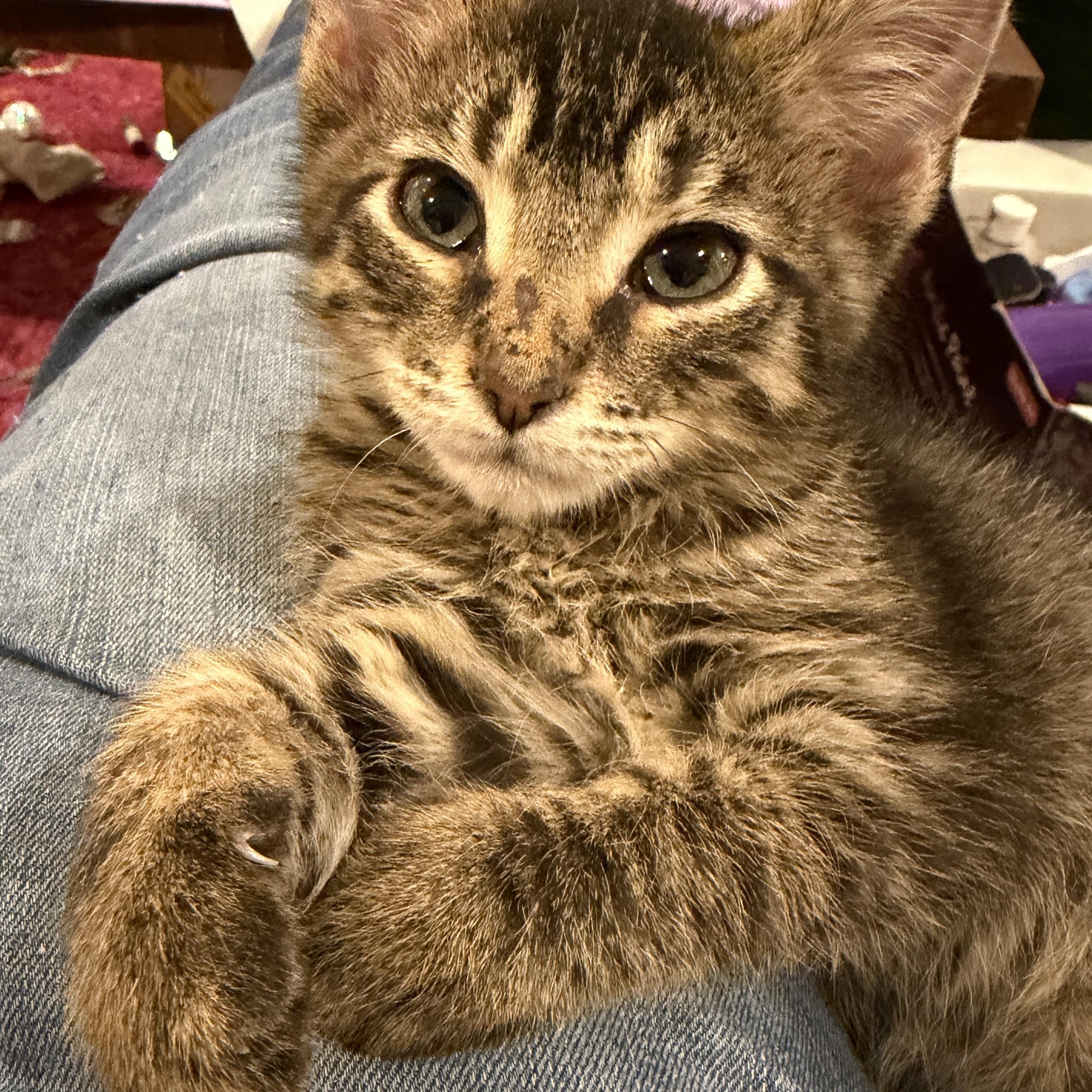 Enlarge Olivia, an adopted Domestic Short Hair in Fort Worth, TX image 2/6