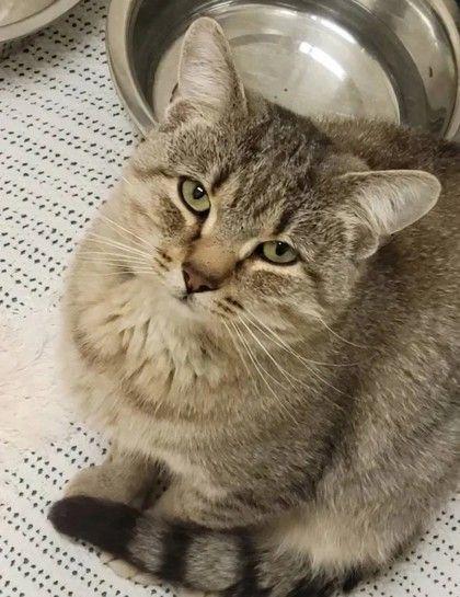 Enlarge Whiskey, a ADOPTABLE Domestic Short Hair in Williamsport, PA image 1/1