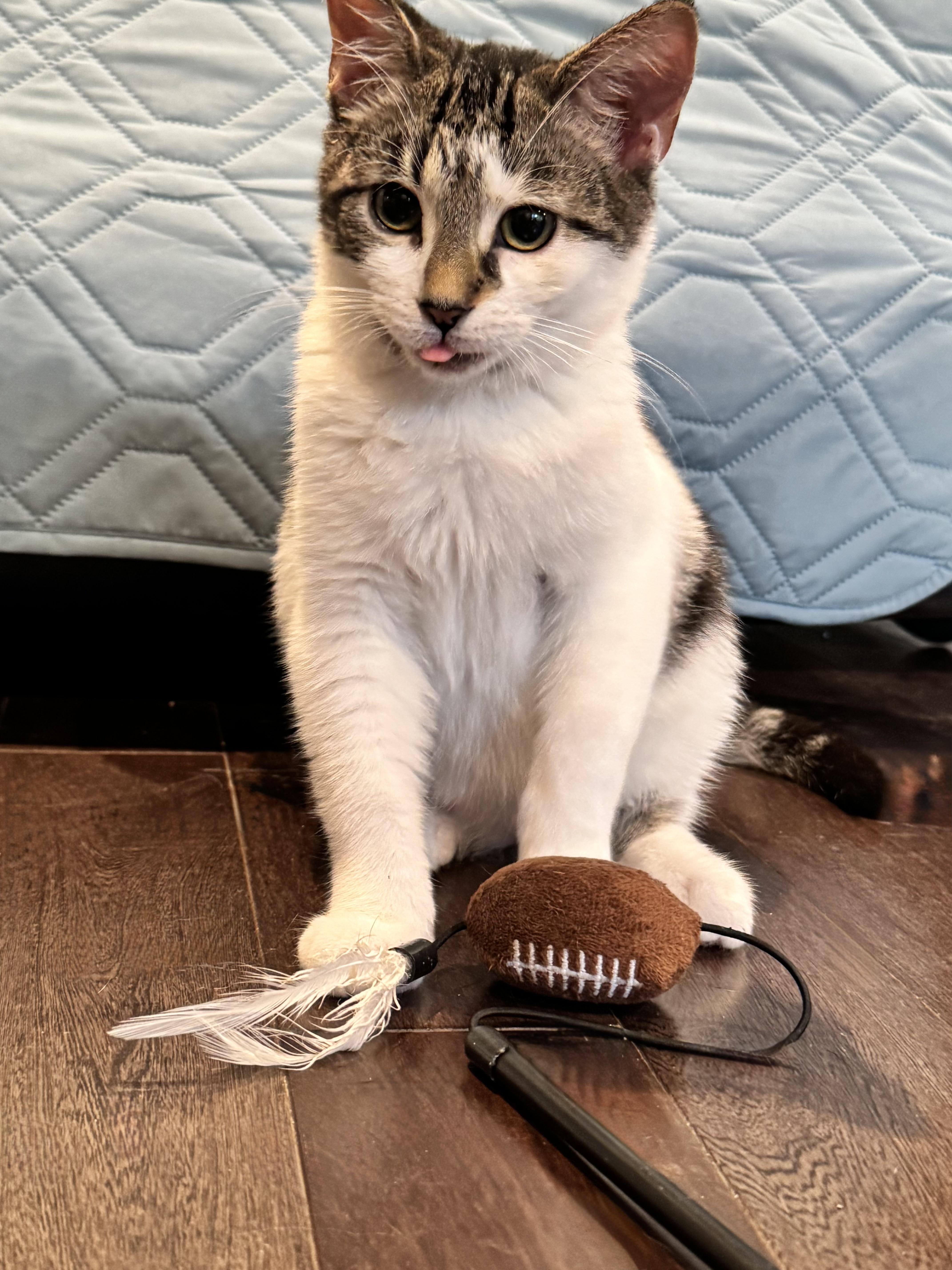 Enlarge Amon-Ra St. Brown, a Adoptable mixed breed in Rochester Hills, MI image 2/3