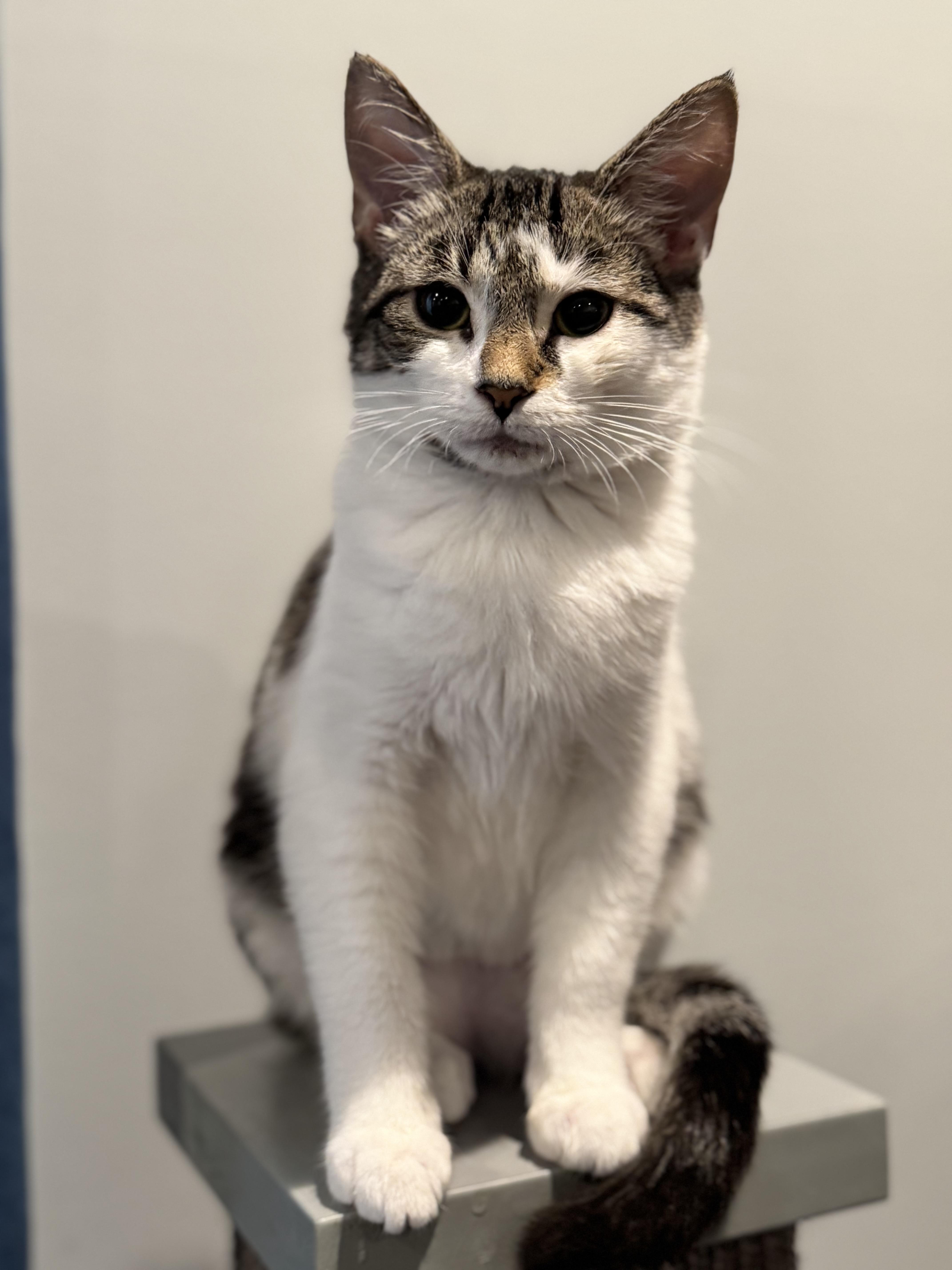 Amon-Ra St. Brown, Adoptable, Kitten Female Domestic Short Hair & Tabby.