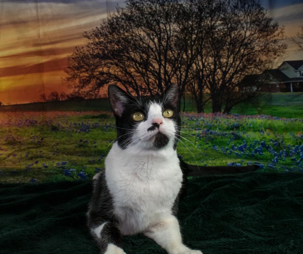 Mustache, Adoptable, Young Female Ragdoll.