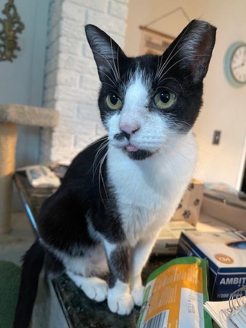 Mustache, a Adoptable mixed breed in Richardson, TX image 2/2