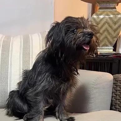 Sadie, adopted, Young Female Affenpinscher.