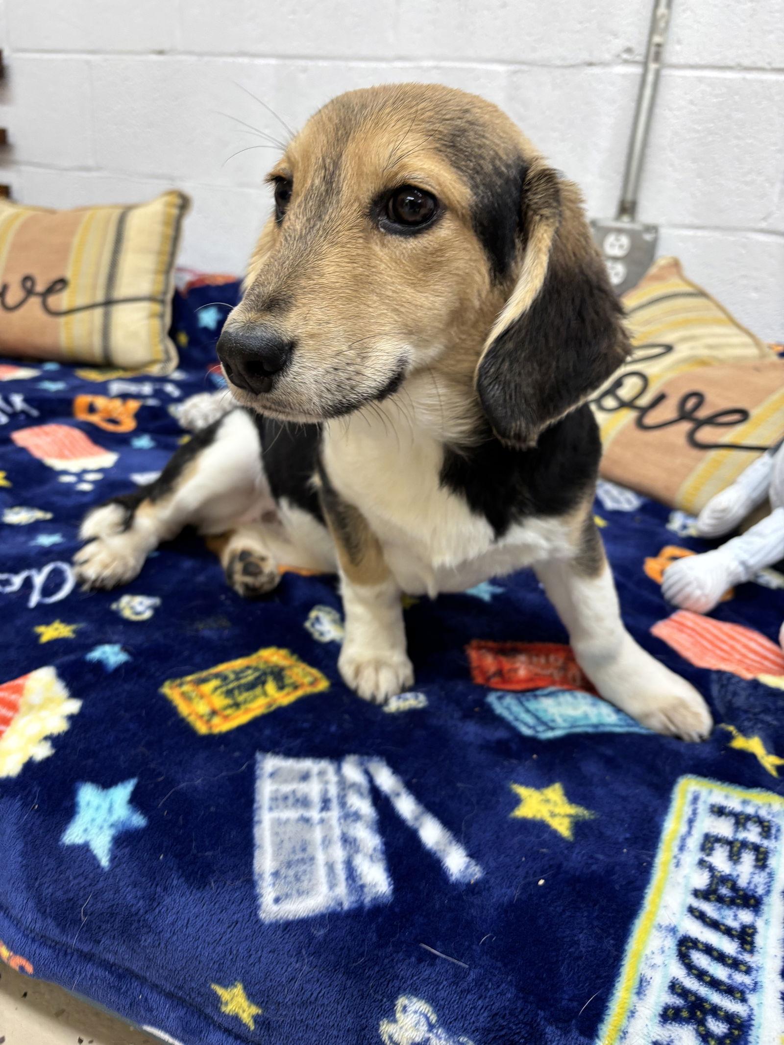 Bernadette, a Adoptable mixed breed in York, SC image 1/3