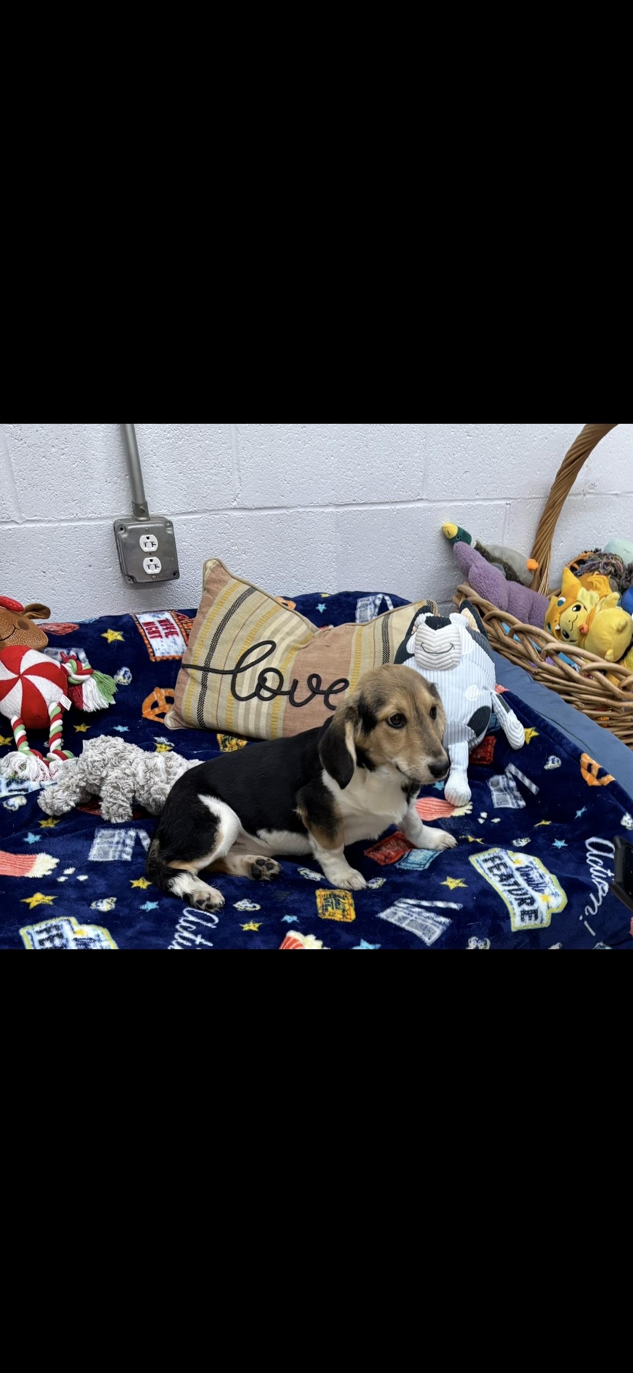 Bernadette, a Adoptable mixed breed in York, SC image 2/3