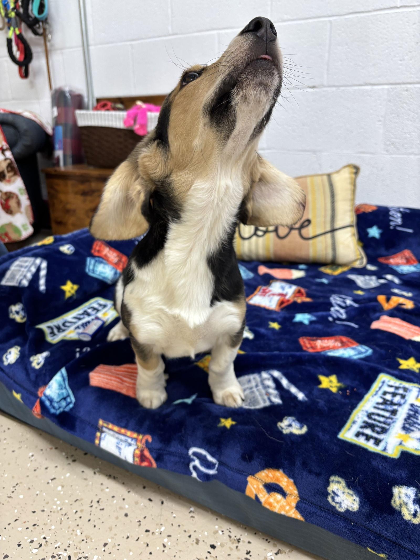 Bernadette, a Adoptable mixed breed in York, SC image 3/3