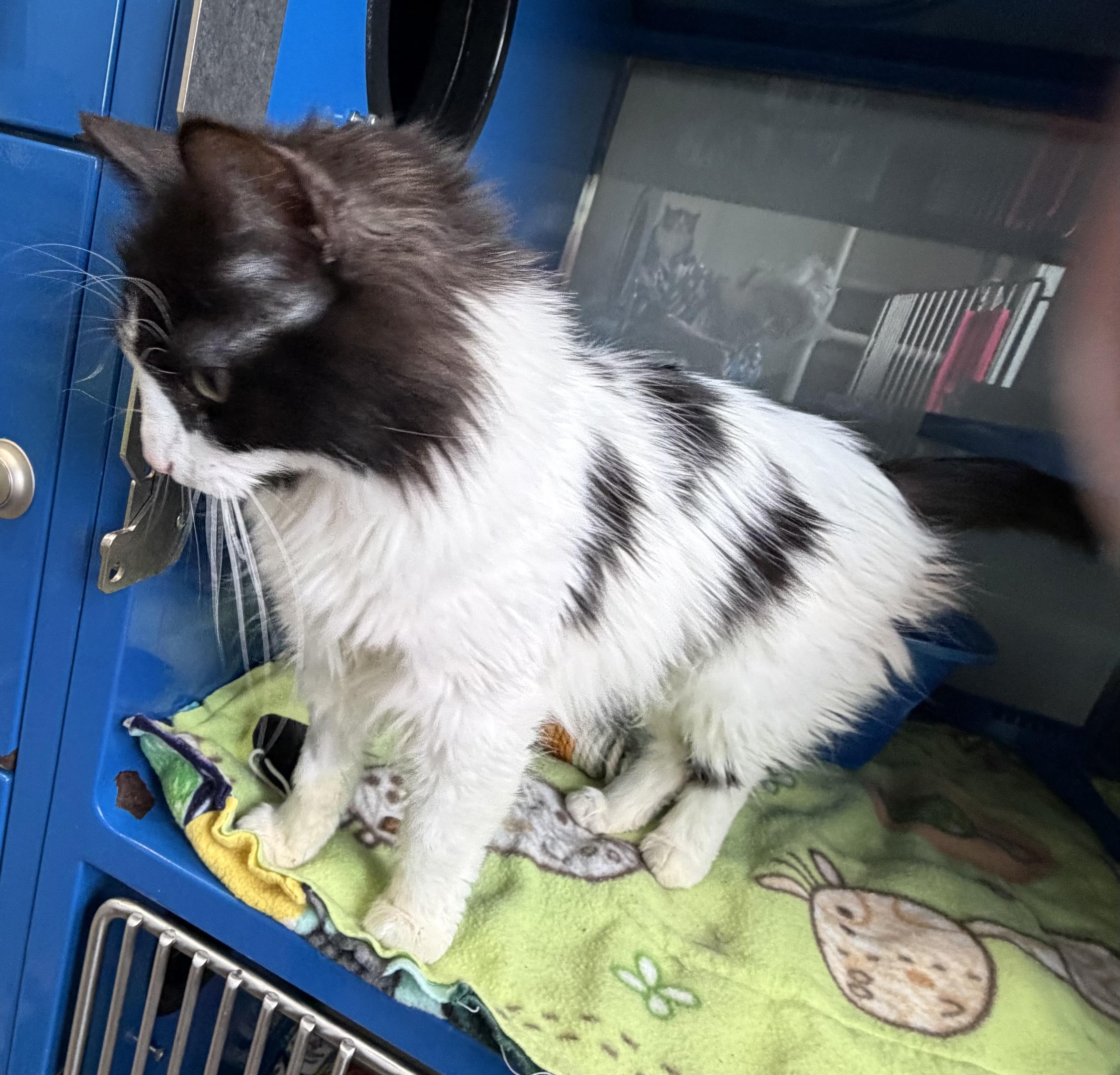 Enlarge Cherry, an adopted Domestic Medium Hair in Sault Sainte Marie, MI image 3/5