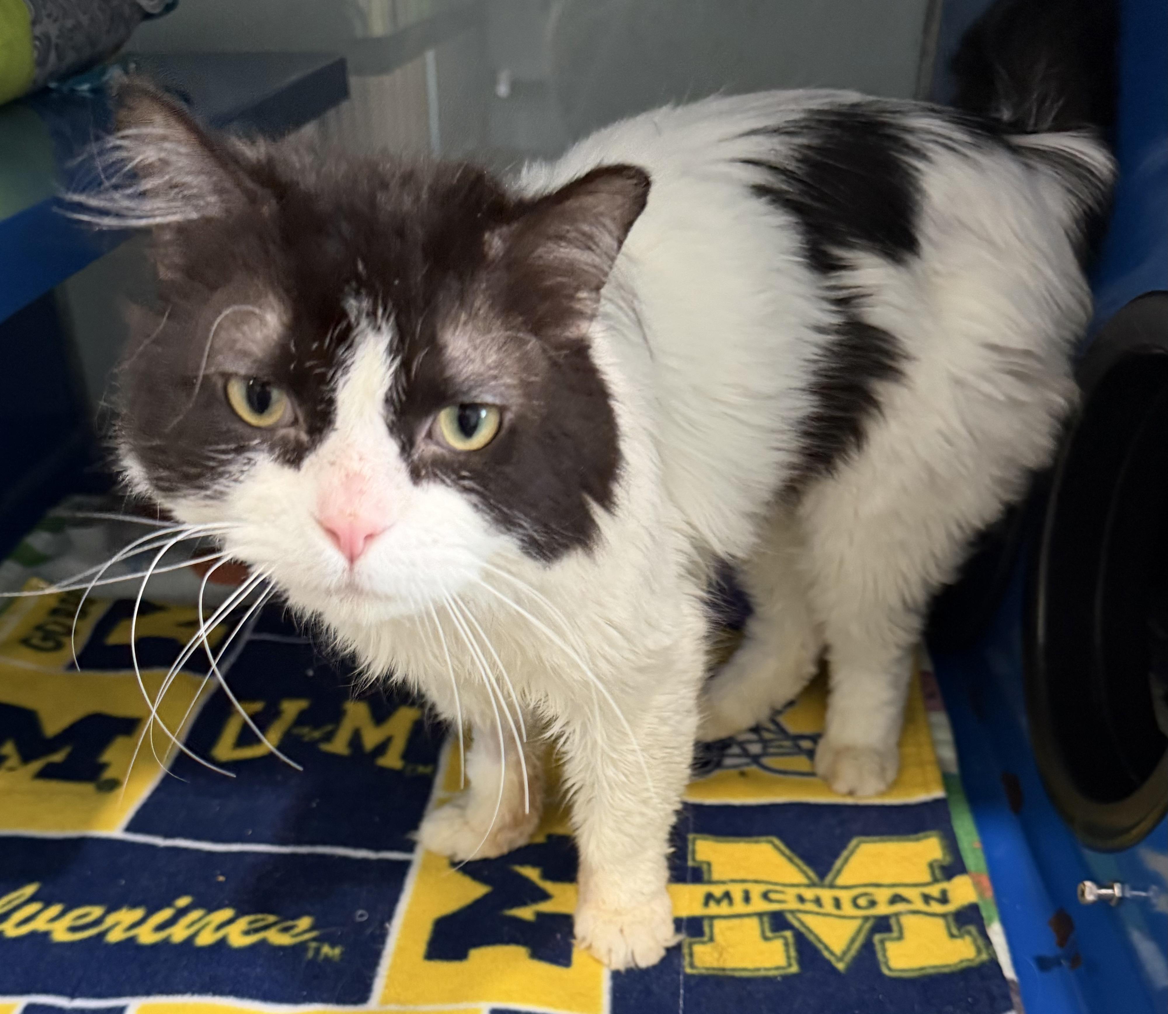 Enlarge Cherry, an adopted Domestic Medium Hair in Sault Sainte Marie, MI image 2/5