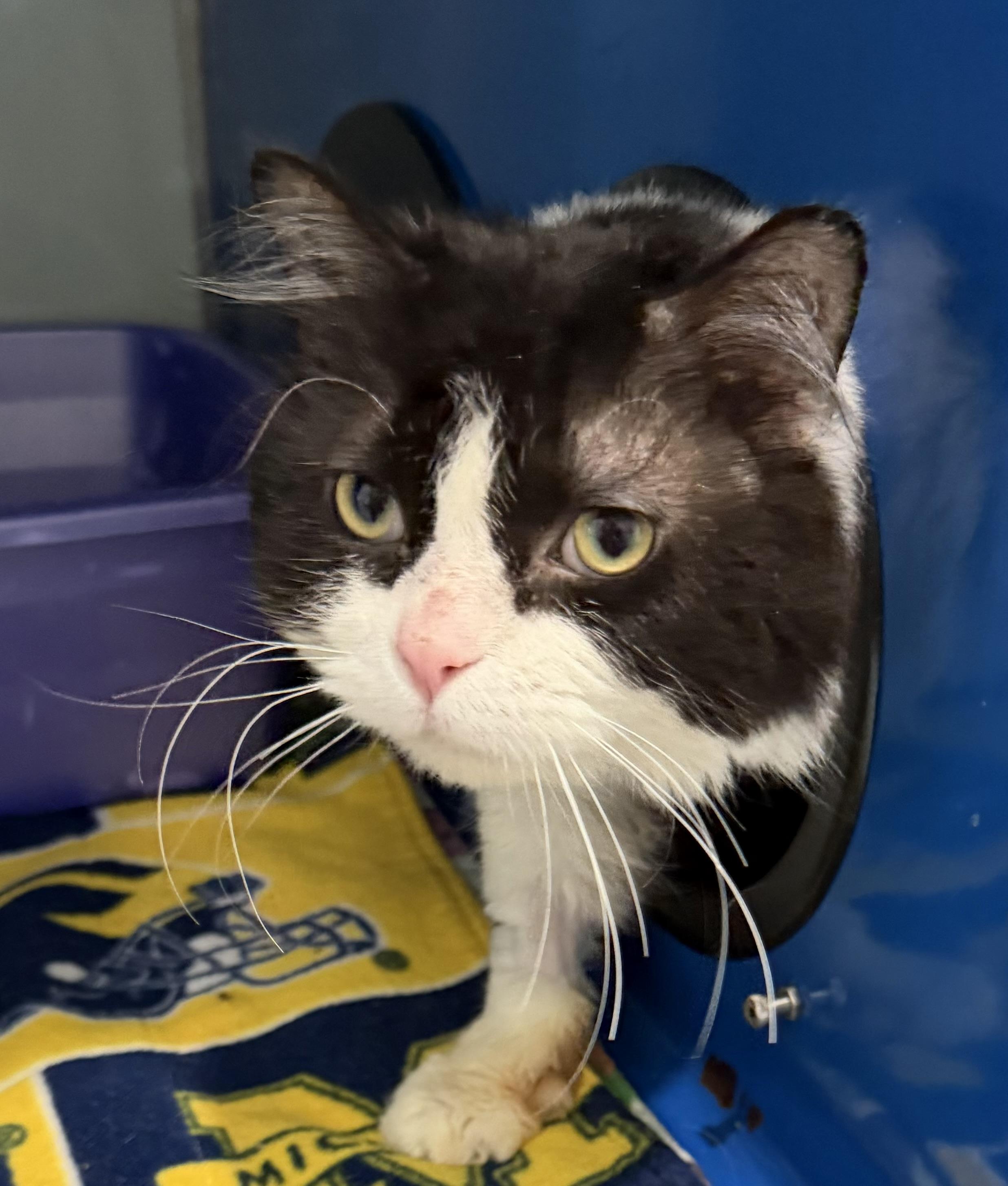Enlarge Cherry, an adopted Domestic Medium Hair in Sault Sainte Marie, MI image 4/5