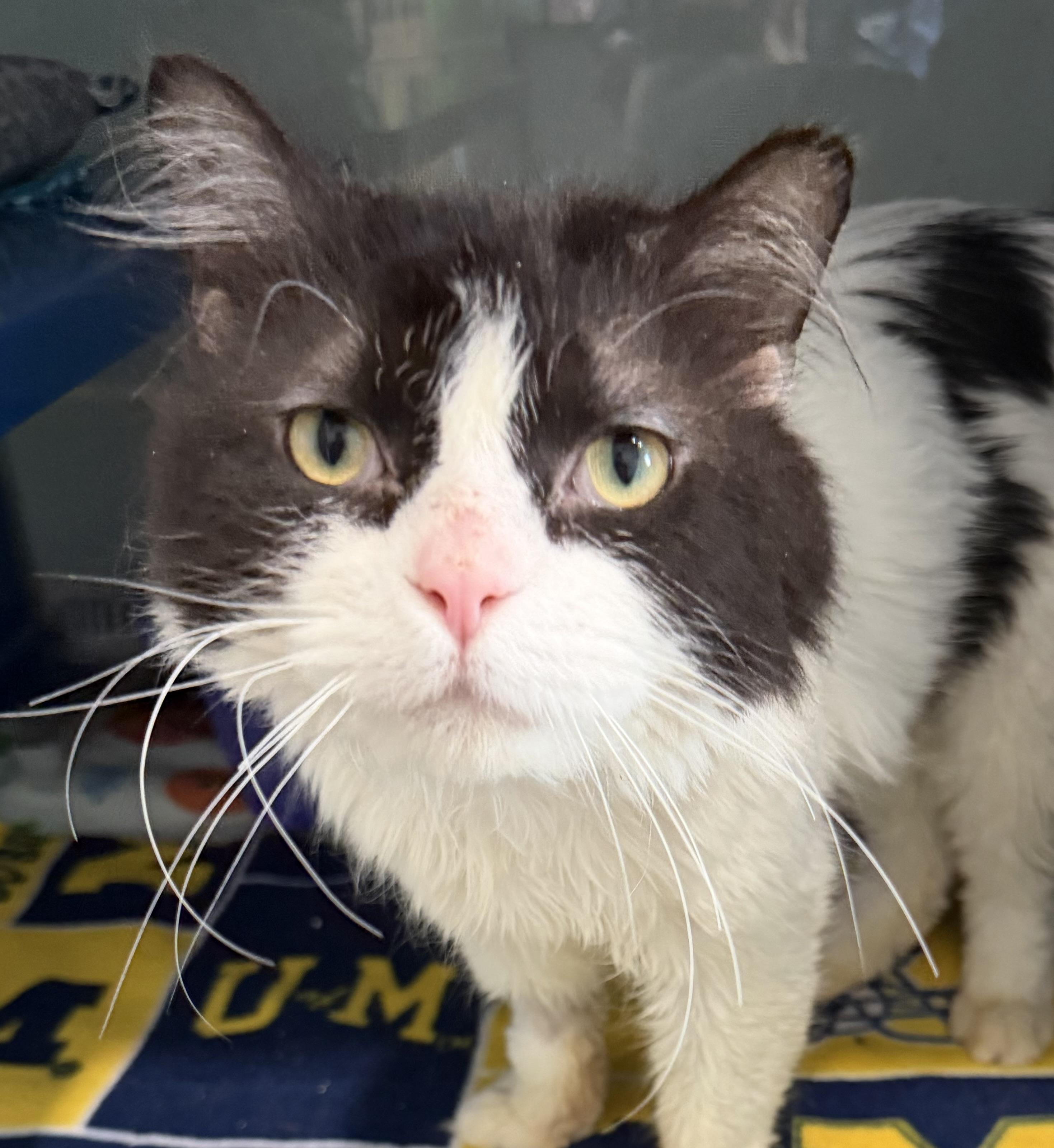 Enlarge Cherry, an adopted Domestic Medium Hair in Sault Sainte Marie, MI image 1/5