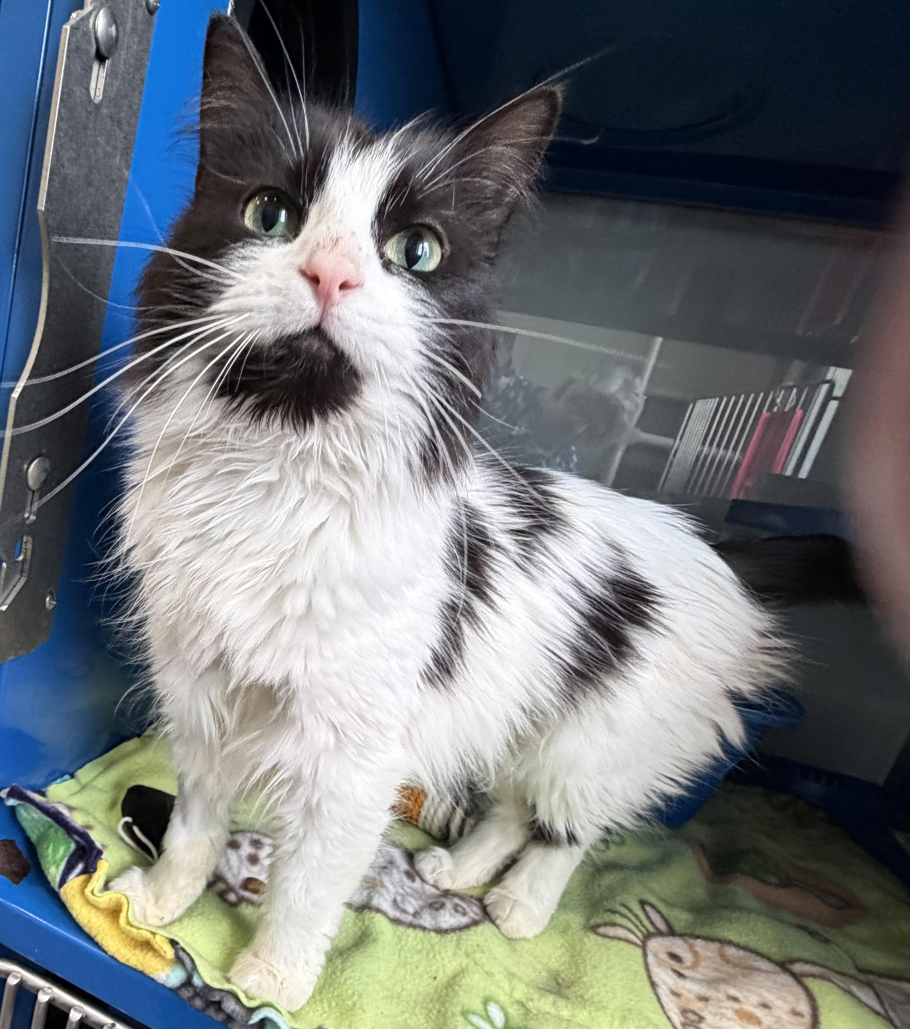 Enlarge Cherry, an adopted Domestic Medium Hair in Sault Sainte Marie, MI image 5/5