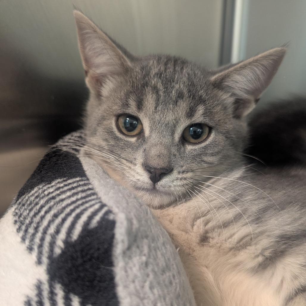 Enlarge Ember, an adoptable Domestic Short Hair in Fenton, MI image 1/1