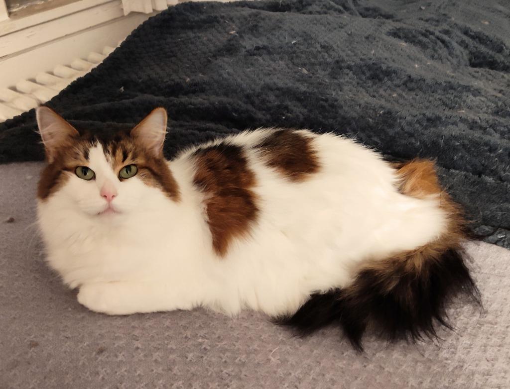 Enlarge Angel, a Adoptable mixed breed in Minnetonka, MN image 1/1