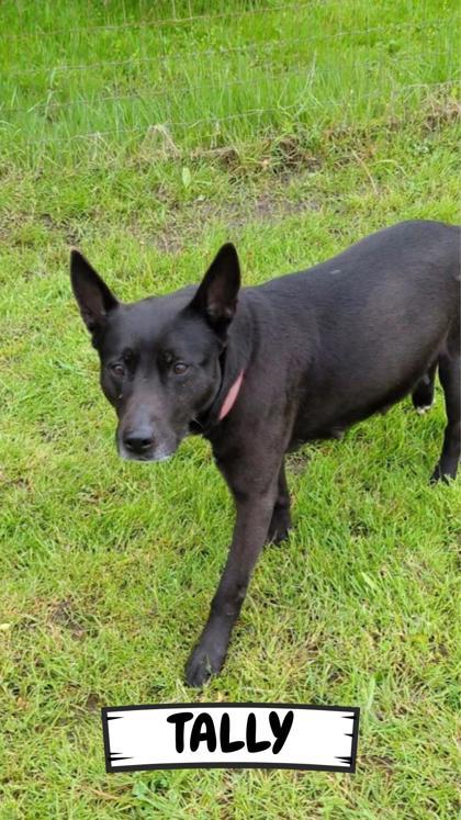 Tally, Adoptable, Adult Female Shepherd & Mixed Breed.