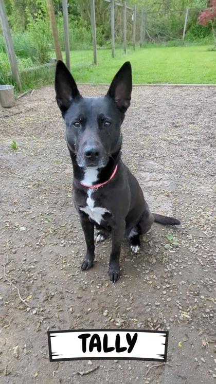 Tally, a Adoptable mixed breed in Ashtabula, OH image 2/3