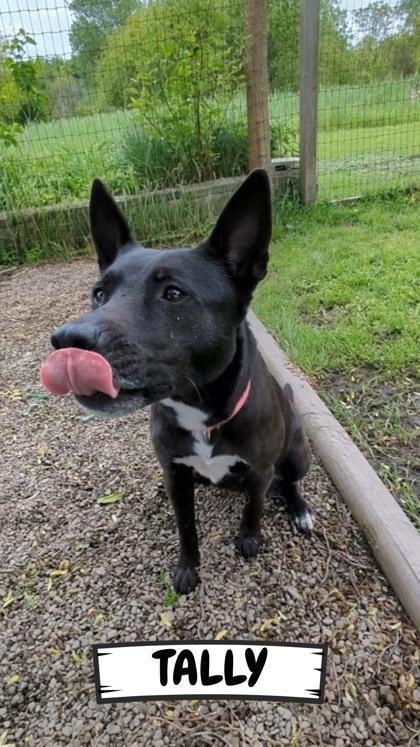Tally, a Adoptable mixed breed in Ashtabula, OH image 3/3