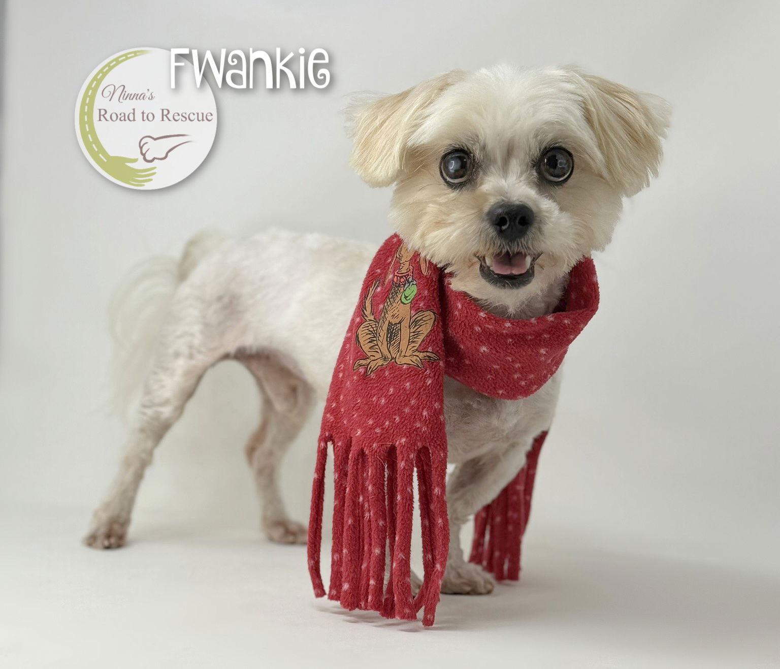 Enlarge Fwankie, a Adoptable mixed breed in Benton, LA image 1/2