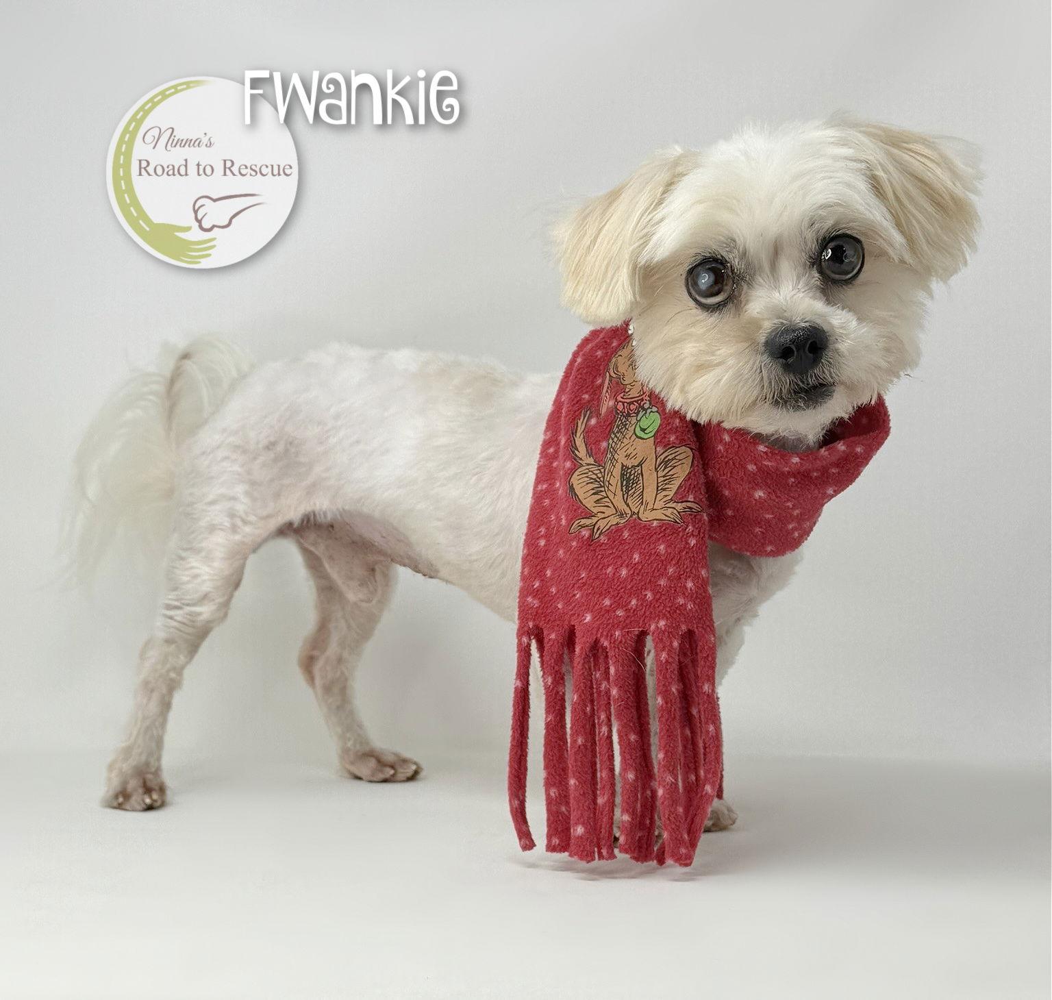 Enlarge Fwankie, a Adoptable mixed breed in Benton, LA image 2/2