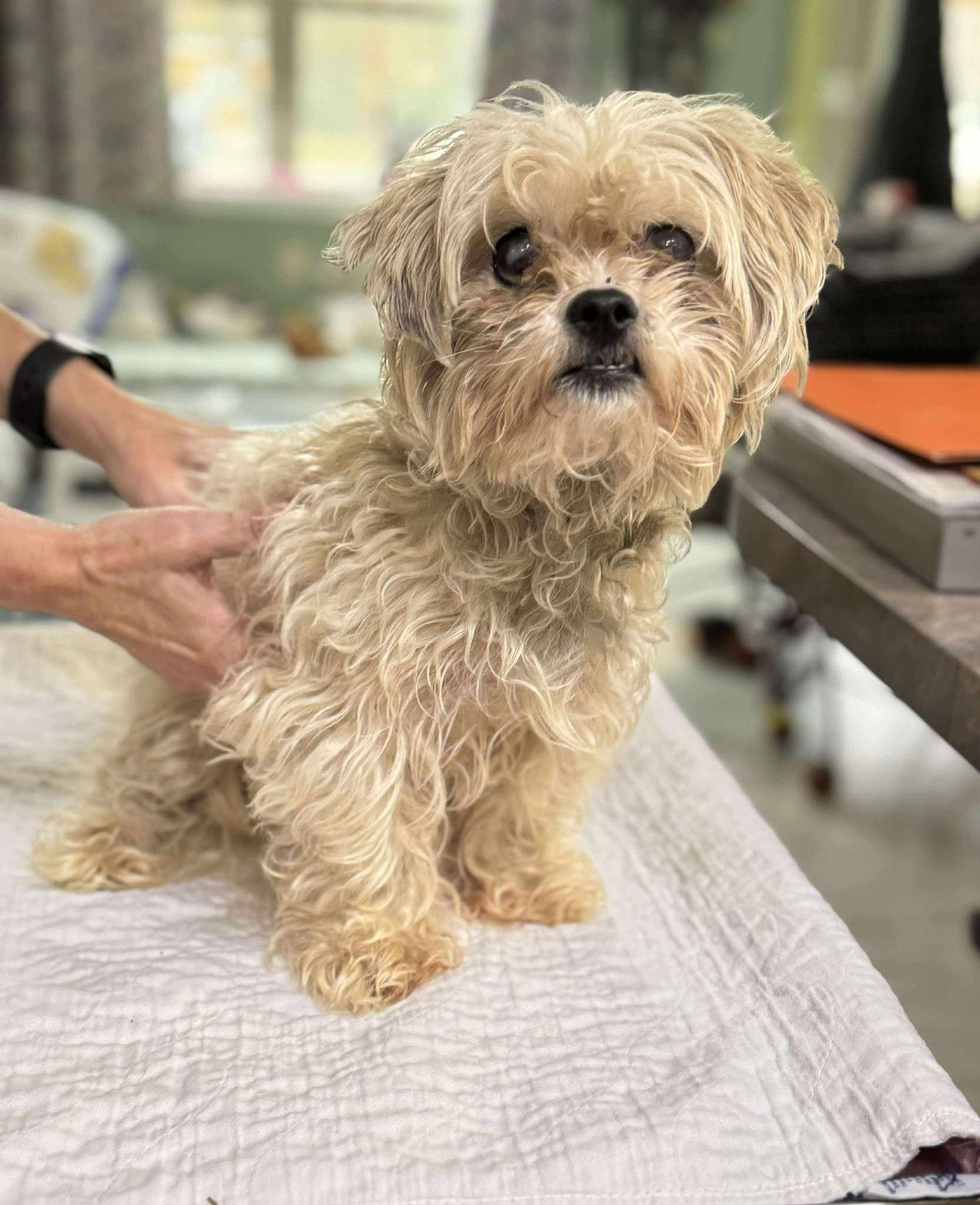 Enlarge Fwankie (NOT YET AVAILABLE), a Adoptable mixed breed in Benton, LA image 1/1