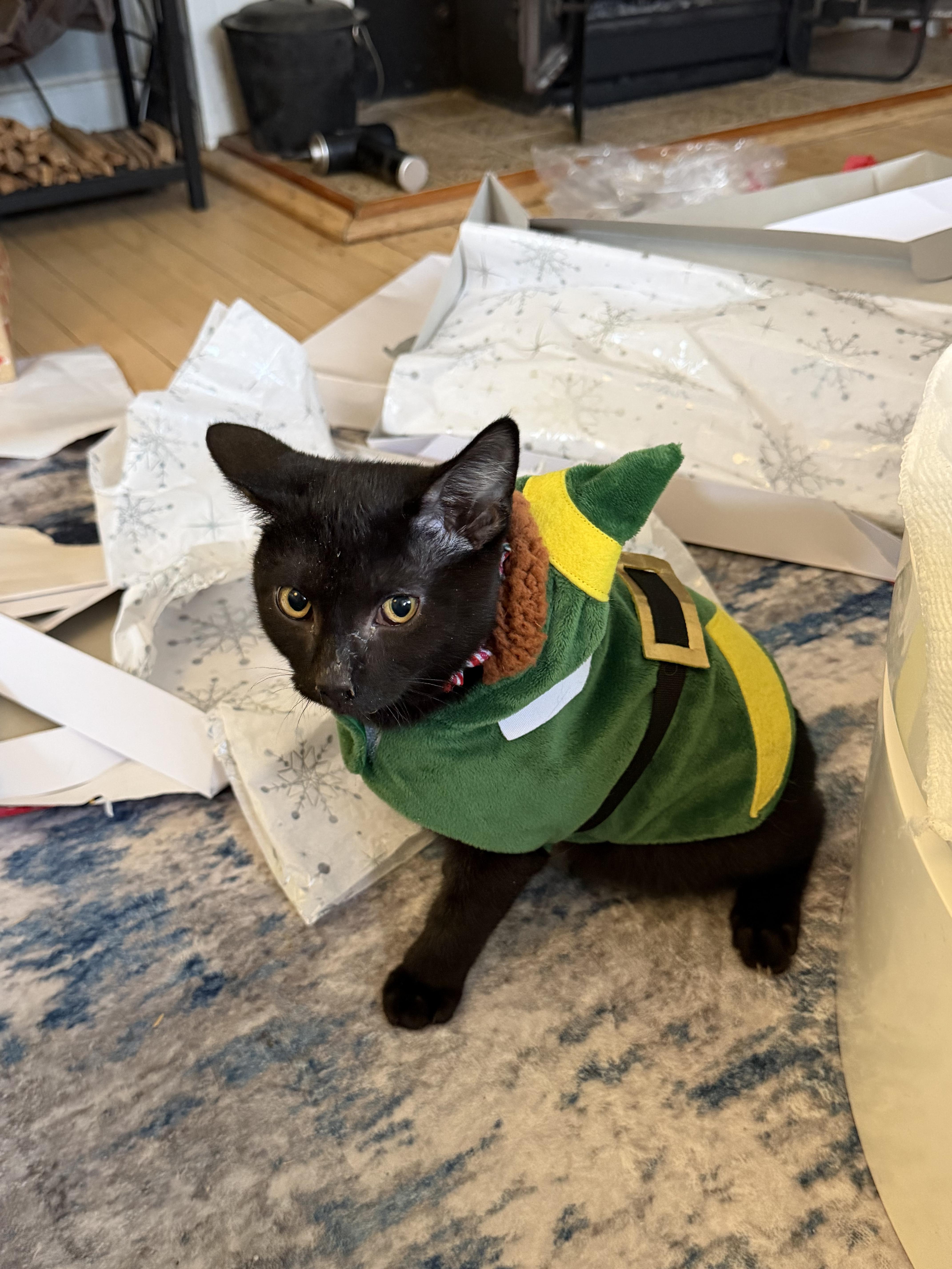 Enlarge Berry, Tiny Tornado and Certified Miracle, a ADOPTABLE Domestic Short Hair in West Haven, CT image 6/6