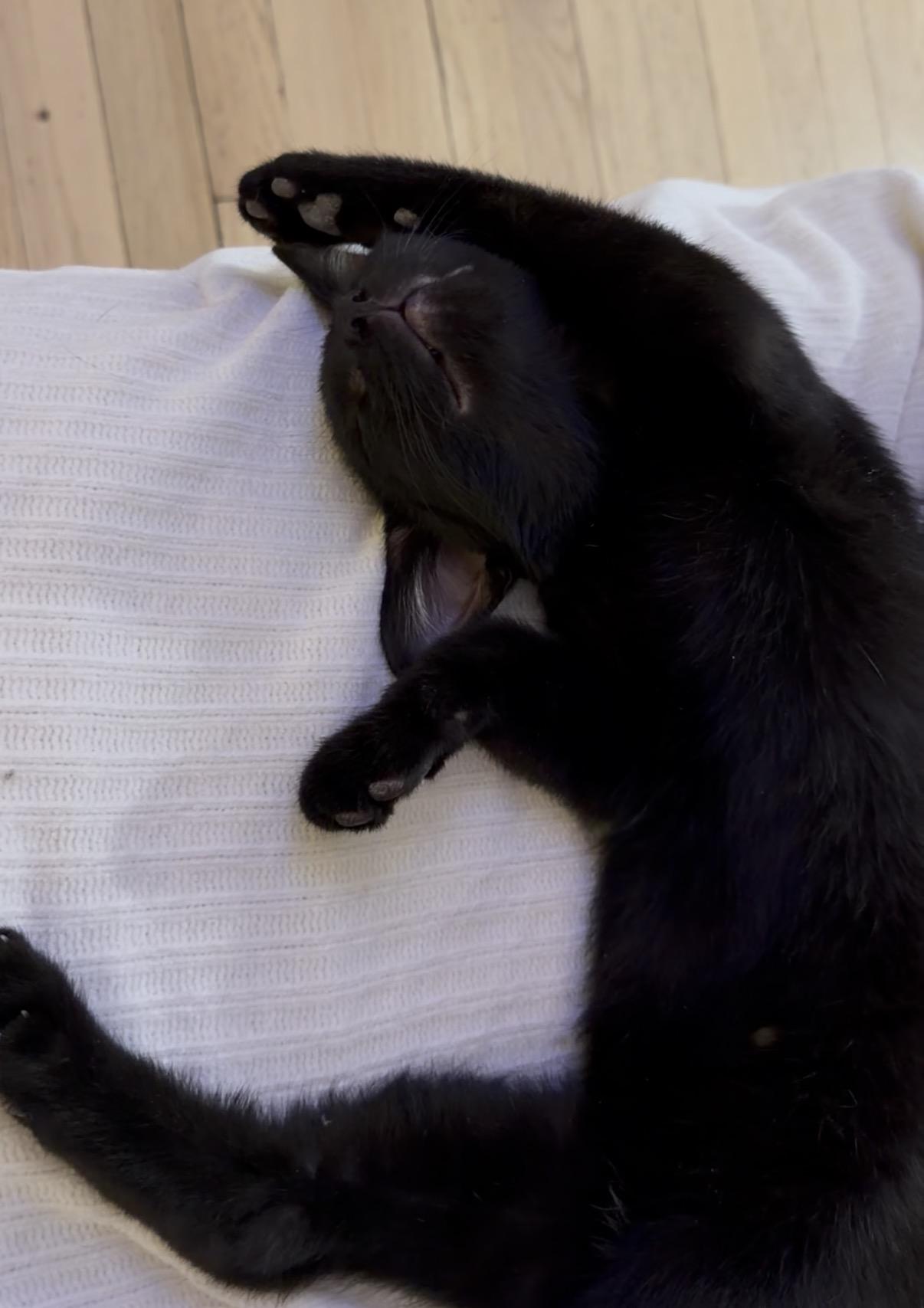 Enlarge Berry, Tiny Tornado and Certified Miracle, a ADOPTABLE Domestic Short Hair in West Haven, CT image 4/6
