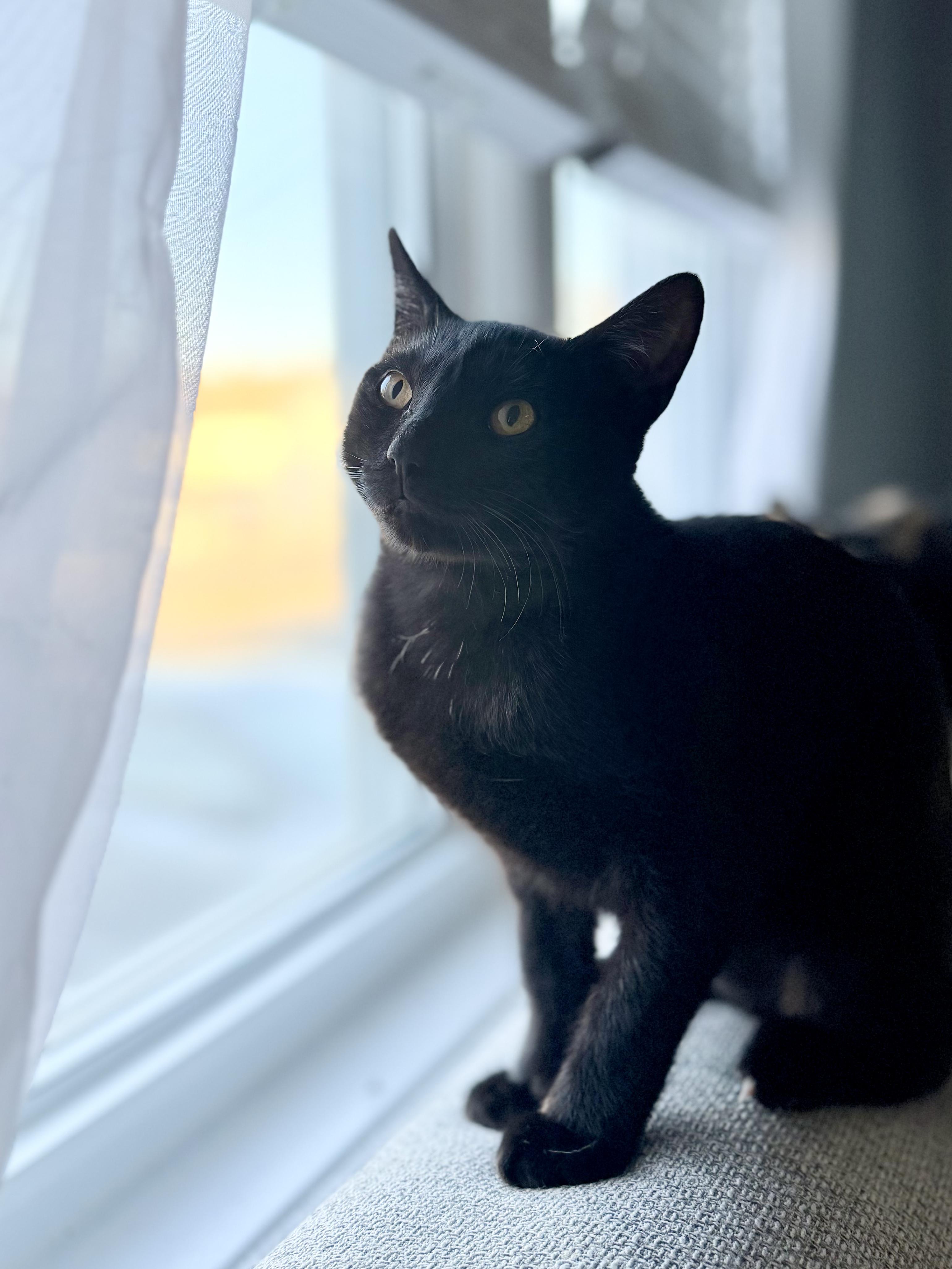 Enlarge Berry, Tiny Tornado and Certified Miracle, a ADOPTABLE Domestic Short Hair in West Haven, CT image 5/6