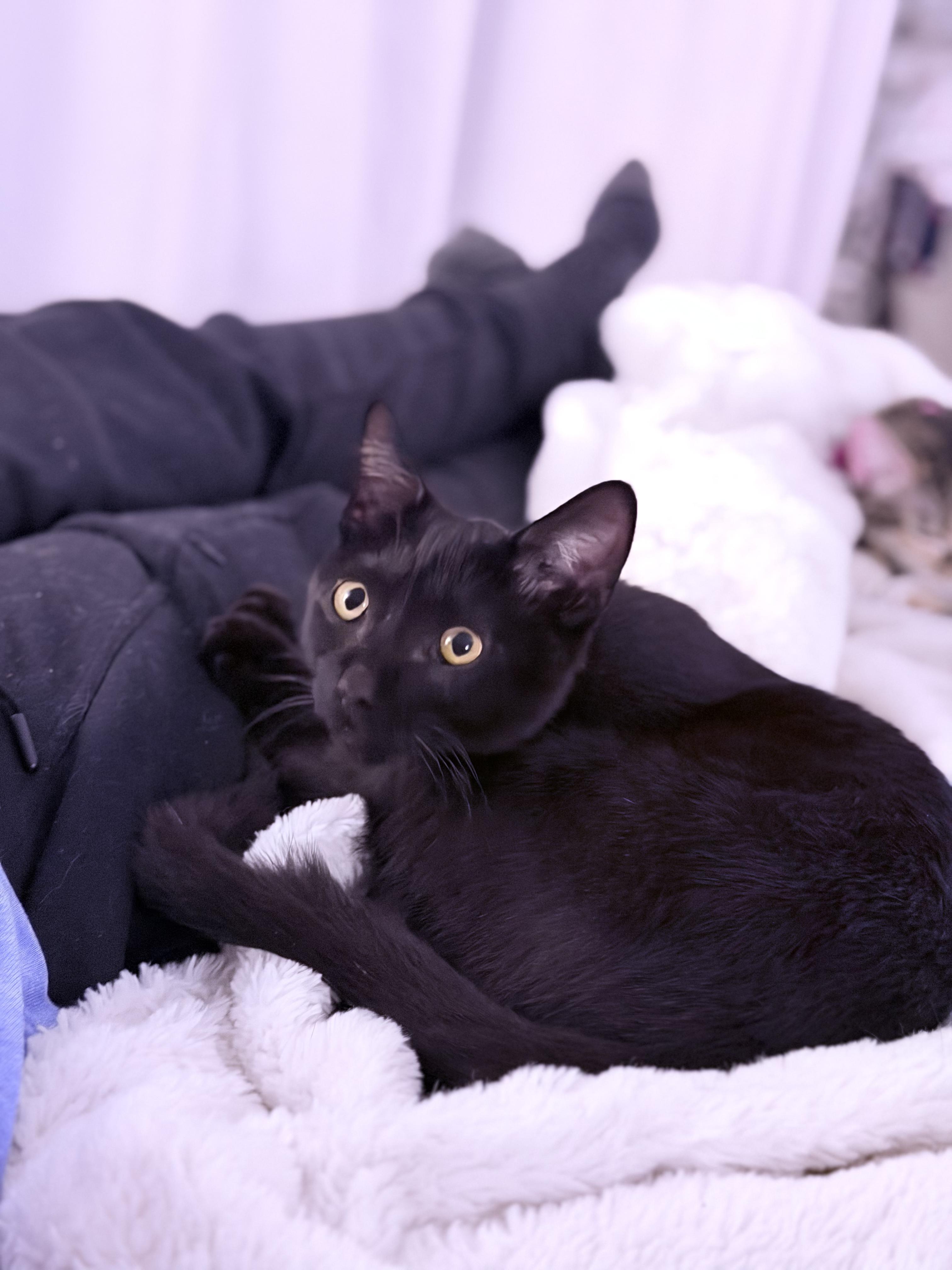 Enlarge Berry, Tiny Tornado and Certified Miracle, a ADOPTABLE Domestic Short Hair in West Haven, CT image 2/6